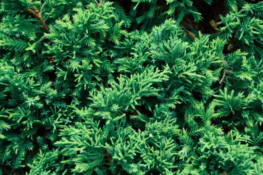 Doğada yeşil çam ağacı