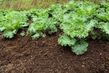 Organik tarım sebze