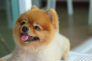 Genç Pomeranya 'lı küçük sevimli köpek, mutlu hayvan dostu.