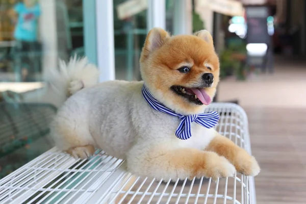 Lindo perro pomerania feliz sonrisa que pone en el banco del asiento —  Fotos de Stock
