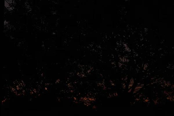 Σκιά του δέντρου σε βραδυνή ώρα — Φωτογραφία Αρχείου