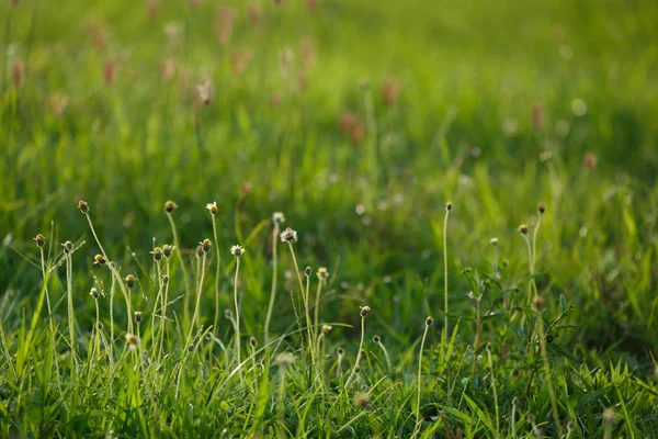 Зелена трава квіткове поле — стокове фото