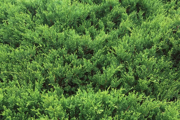 Grönt tallar i naturen — Stockfoto