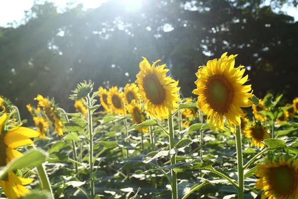 Beautiful sunflower blooming in garden — Stock Photo, Image