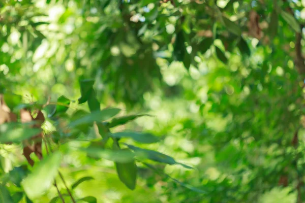 green bokeh light through tree in summer nature, abstract blur