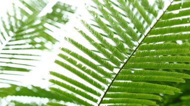 doğa arka planda soyut yeşil yaprakları