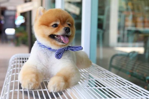 Söt pomeranian hund lyckligt leende handpåläggning sits bänk — Stockfoto