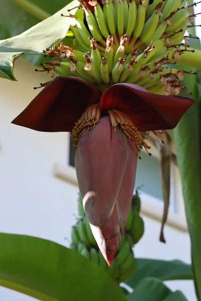 Bananenblüte — Stockfoto