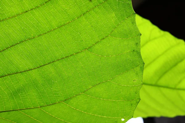 Grüne Zellstruktur Textur der Natur Blatt Hintergrund — Stockfoto