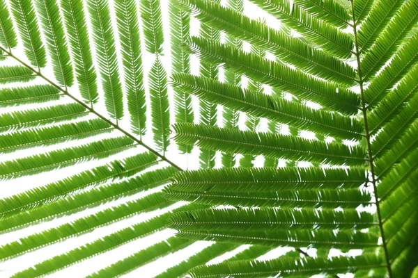 doğa arka planda soyut yeşil yaprakları