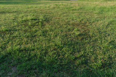 yeşil arazi çim alanı