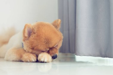 Uyuyan pomeranian köpek yavrusu köpek