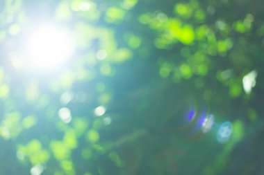 gece parkında ağaç yeşil bokeh ışık bulanık