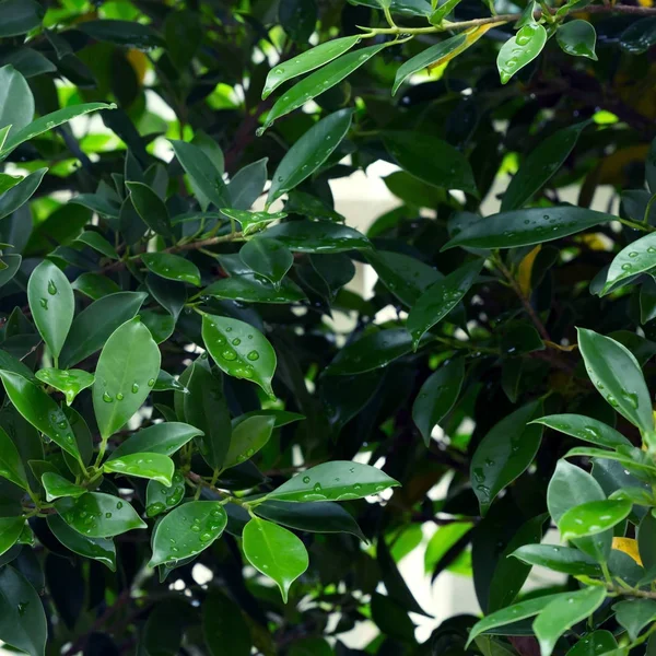 Dauw waterdruppel op groene blad natuur — Stockfoto