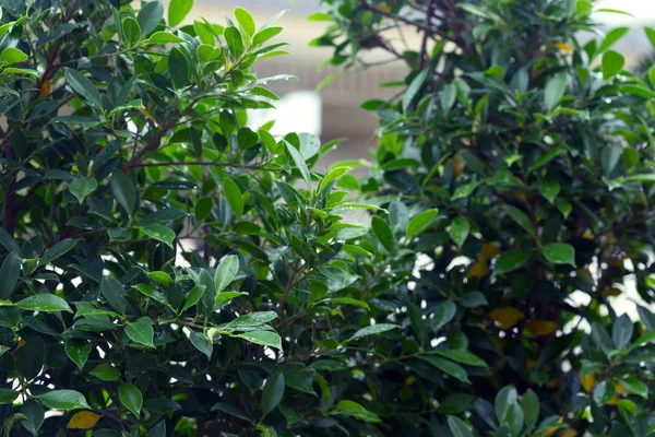 Gota de lluvia sobre la naturaleza de hoja verde — Foto de Stock