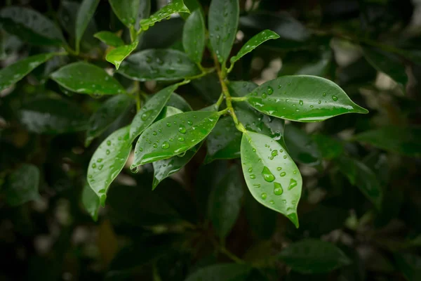 Gota de rocío de agua en la naturaleza de hoja verde — Foto de Stock