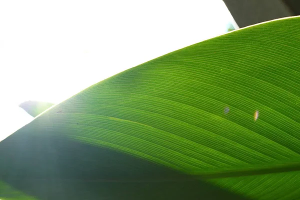 Folha verde natureza na parte da manhã — Fotografia de Stock