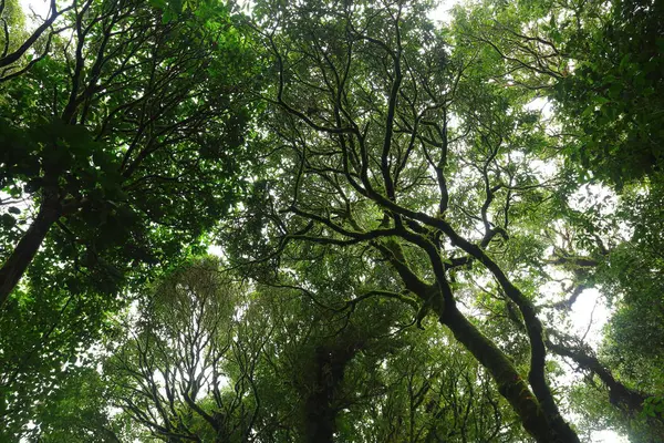 Zonlicht door groene mos op natuur boom van groen — Stockfoto