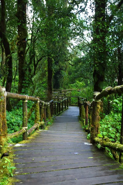 Pasarela puente de madera en la selva tropical — Foto de Stock