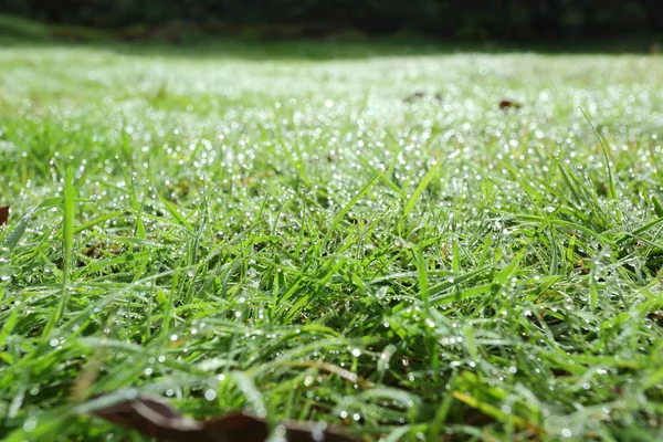 Goccia di rugiada sull'erba verde giardino — Foto Stock