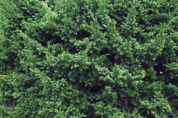 Pinheiros verdes na natureza — Fotografia de Stock