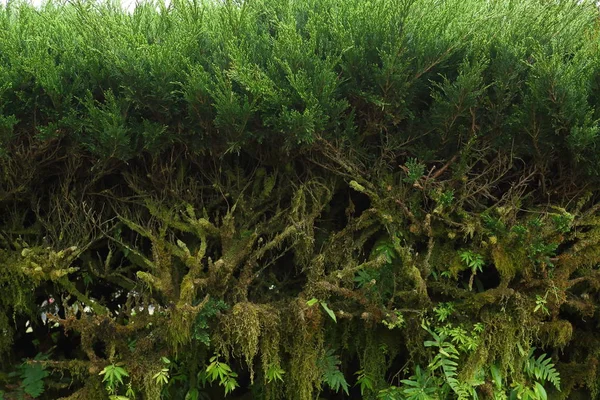 Зелене соснове дерево в саду природи — стокове фото