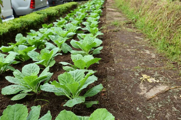 Ekologisk gård vegetabiliska — Stockfoto