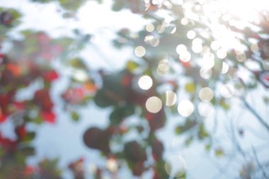 soyut bulanıklık bokeh güneş ışığı sabah gün parlak