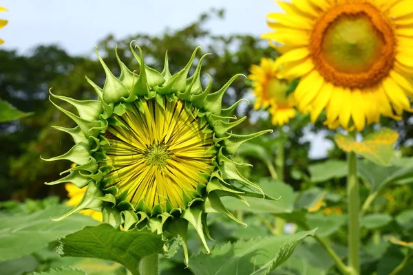 Beautiful sunflower bud in nature — Stock Photo, Image