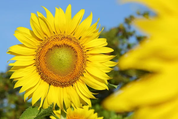Beautiful sunflower blossom blooming in the morning day — Stock Photo, Image