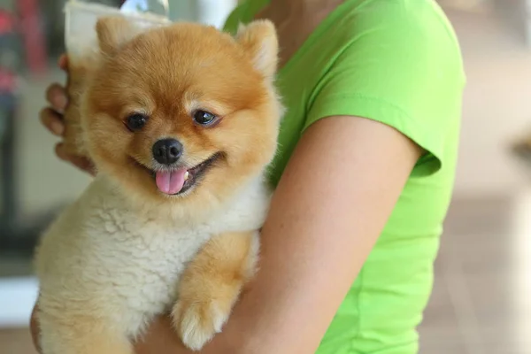 Young pomeranian small dog cute pet, happy animal friendly — 스톡 사진