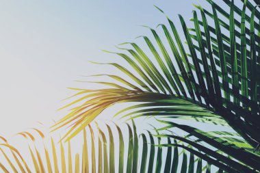 tropikal ağaç yeşil yaprak, doğa arka planda yaz