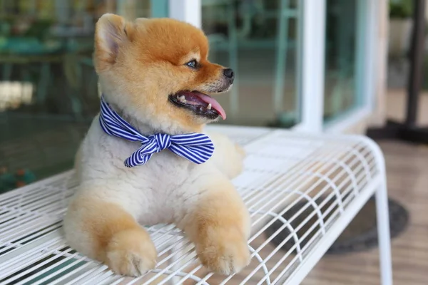Mignon chien poméranien sourire heureux posé sur banc de siège — Photo