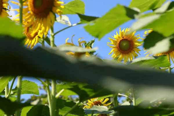 Beautiful sunflower blossom blooming in nature — Stock Photo, Image