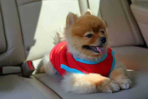 Happy pomeranian dog cute pet in vehicle car travel road trip — Stock Photo, Image
