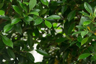 su çiğ damlası yaprak yeşil doğası üzerine