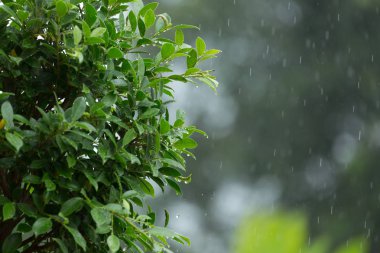 yaprak yeşil ağaç doğal zemin üzerine düşen yağmur damlası