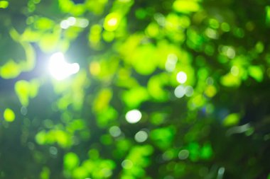 gece parkında ağaç yeşil bokeh ışık bulanık