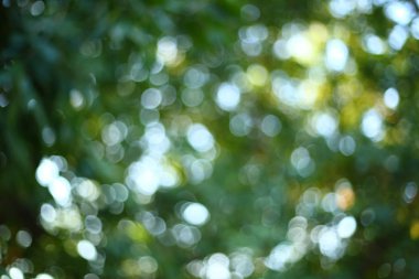 Soyut güneş ağacı yeşil yemyeşil doğası ile görüntü bulanıklığı