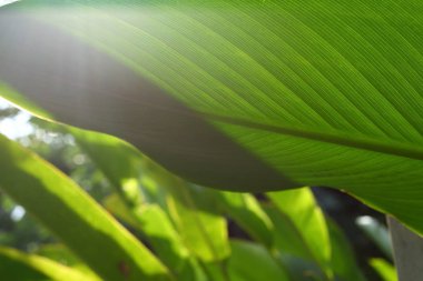 sabah yeşil yaprak doğa