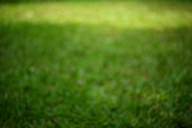 bulanık görüntü, yeşil çim çim