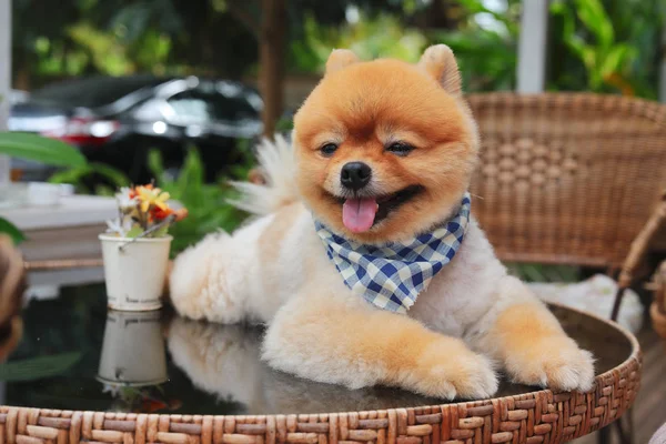 Brun chien poméranien sourire heureux — Photo
