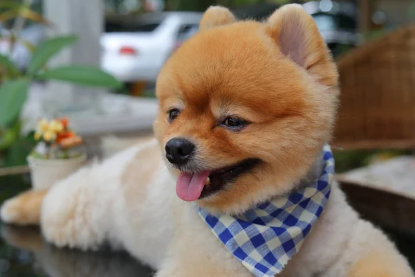 Brown pomeranian dog happy smile — Stock Photo, Image