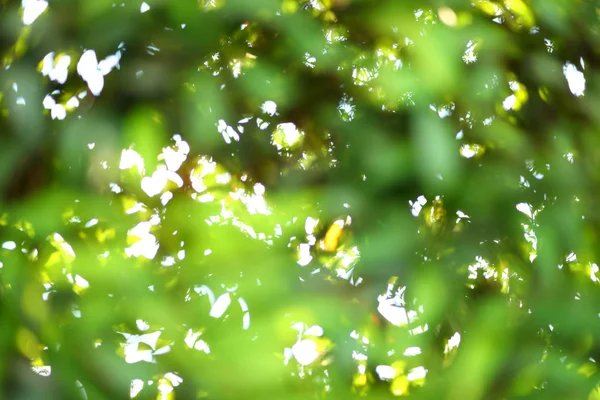 Astratto sole sfocatura estate luce al mattino con bokeh verde — Foto Stock