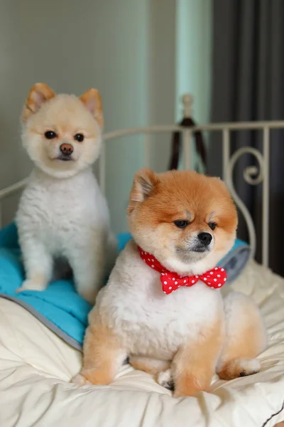 Schattig Pommeren hond klein dier in huis, schattige huisdier grooming — Stockfoto