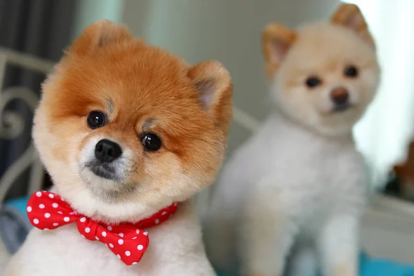 Adorabile cane pomerania piccolo animale in casa, carino pet grooming — Foto Stock