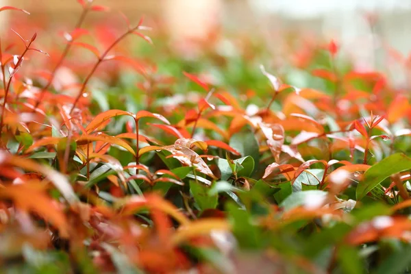 Landskapsarkitektur av grön natur trädgård med vatten dagg droppe på blad — Stockfoto