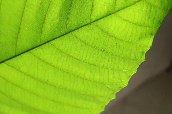 Structure cellulaire verte texture de la nature fond de feuille — Photo