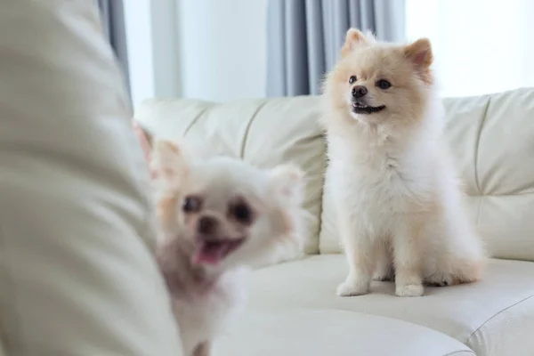 Valp pomeranian och chihuahua hund söt husdjur lyckligt leende — Stockfoto