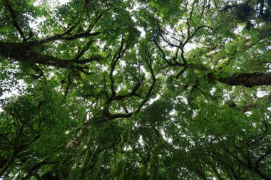 yeşillik doğa ağacı üzerinde yeşil yosun yoluyla güneş ışığı